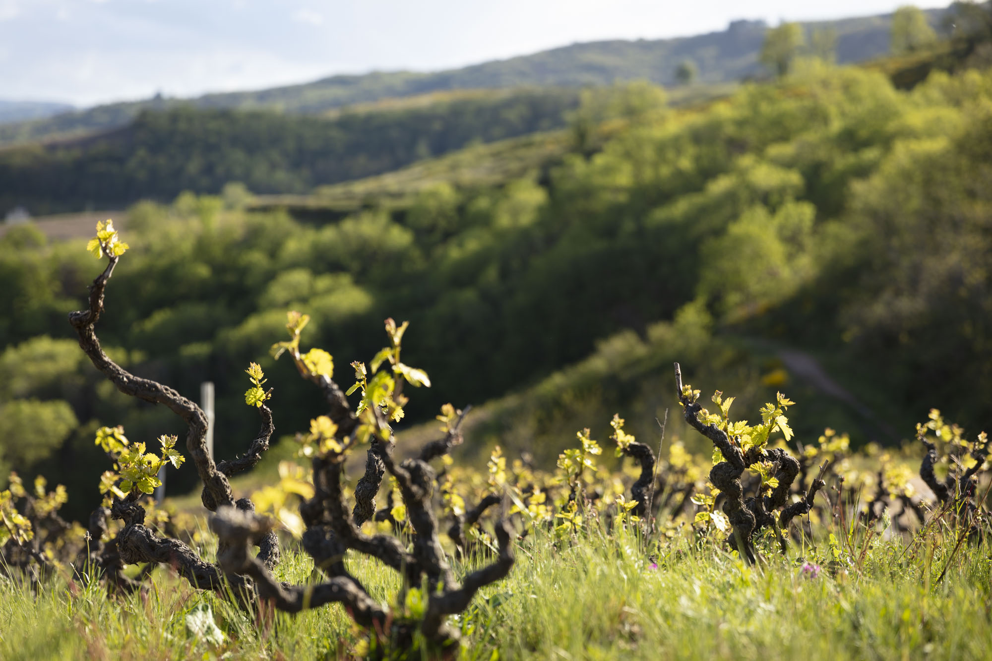 Pieds de vignes Gamay dans une parcelle en pente du Beaujolais